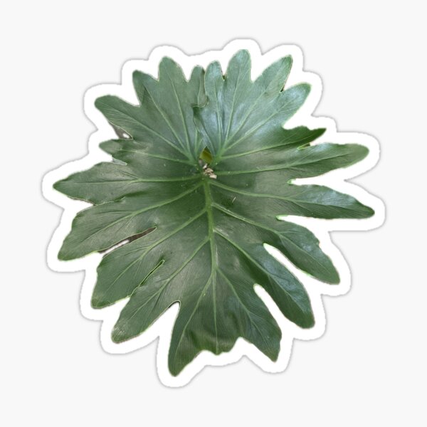 Pretty Green Split Leaf Sticker