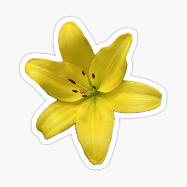 Yellow Flower Sticker