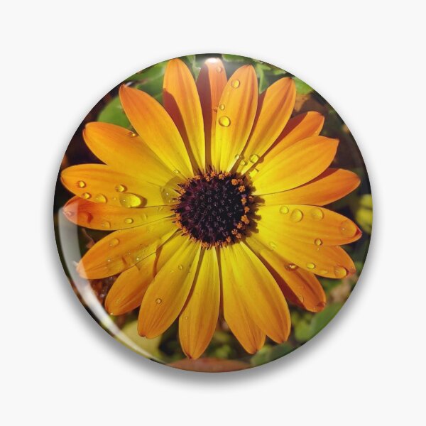 Item preview, A Beautiful African Daisy With Raindrops designed and sold by Mary Ellen Tuite.