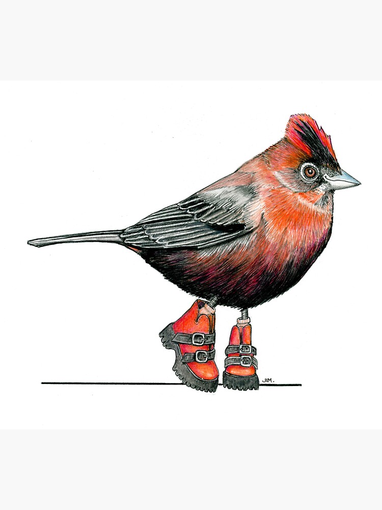 Thumbnail 3 of 3, Sticker, Red Crested Finch in Buckle Boots designed and sold by JimsBirds.