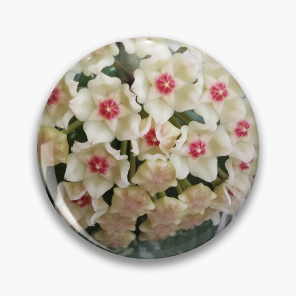 Item preview, Hoya in Full Bloom designed and sold by Mary Ellen Tuite.