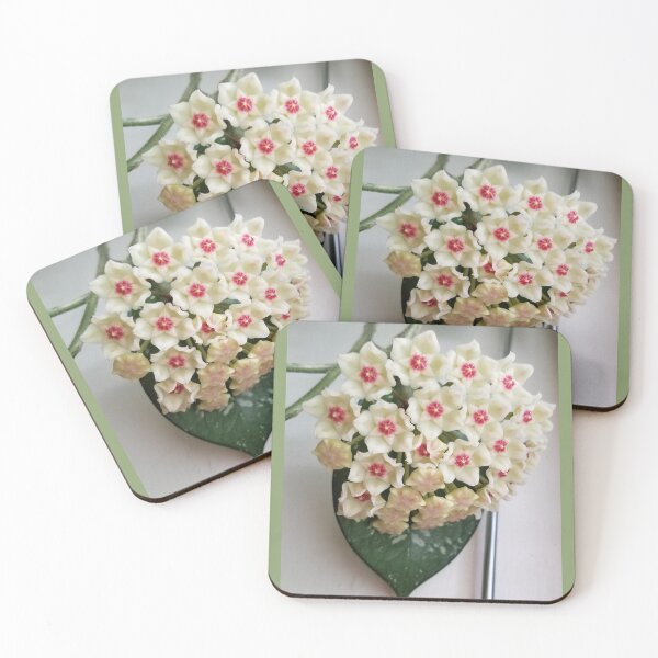 Item preview, Hoya in Full Bloom designed and sold by Mary Ellen Tuite.
