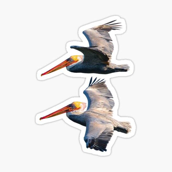Item preview, Pelicans Flying designed and sold by oz10.