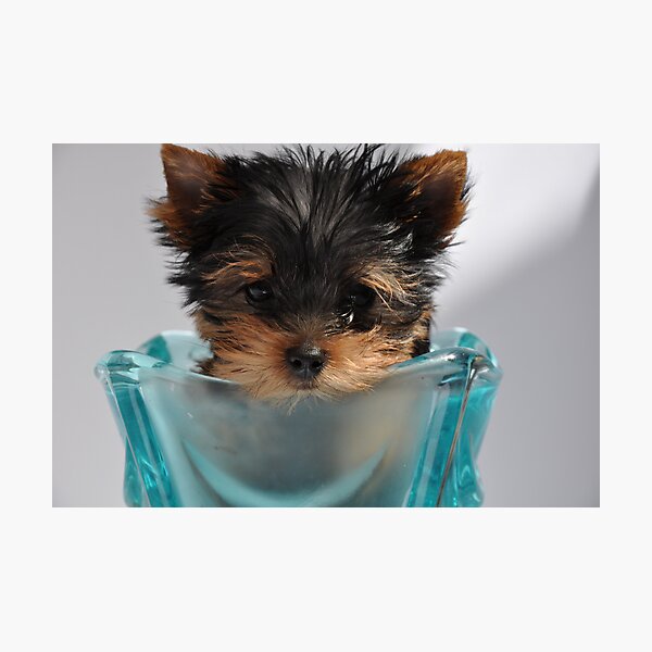 Yorkshire Puppy Photographic Print