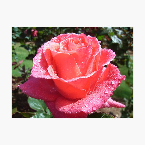 Summer Showers Photographic Print