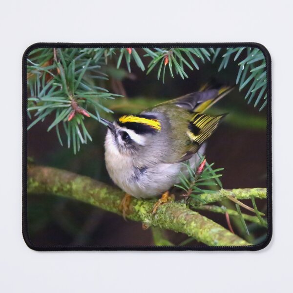 Item preview, Golden-Crowned Kinglet Causing a Stir in the Fir designed and sold by walkswithnature.