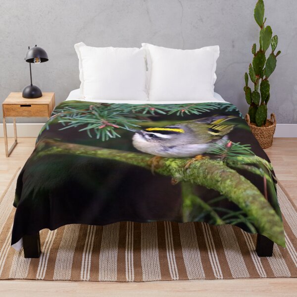 Item preview, Golden-Crowned Kinglet Causing a Stir in the Fir designed and sold by walkswithnature.