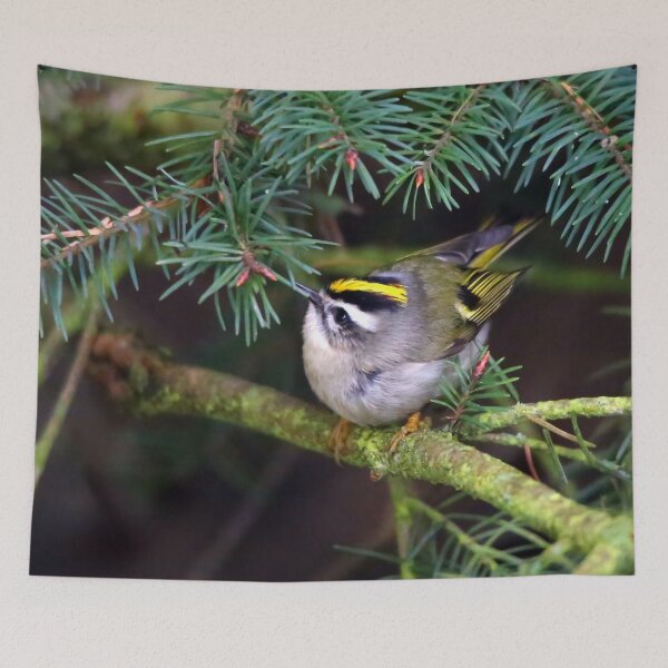 Item preview, Golden-Crowned Kinglet Causing a Stir in the Fir designed and sold by walkswithnature.