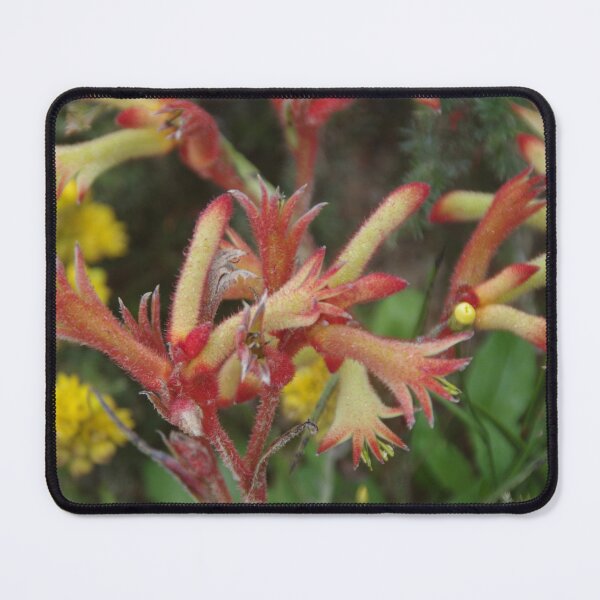 Item preview, Catspaw In Kings Park designed and sold by lezvee.