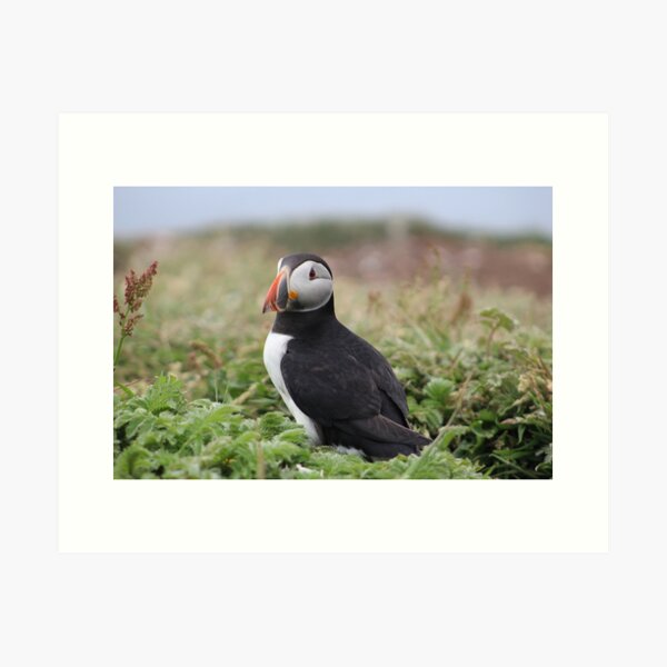 Item preview, Puffin designed and sold by tartancow.