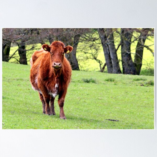 Item preview, Brown Cow in Green Field designed and sold by Robert Flynn.