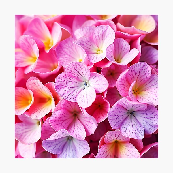 Item preview, pink hydrangea petals closeup designed and sold by EmeraldeaArt.