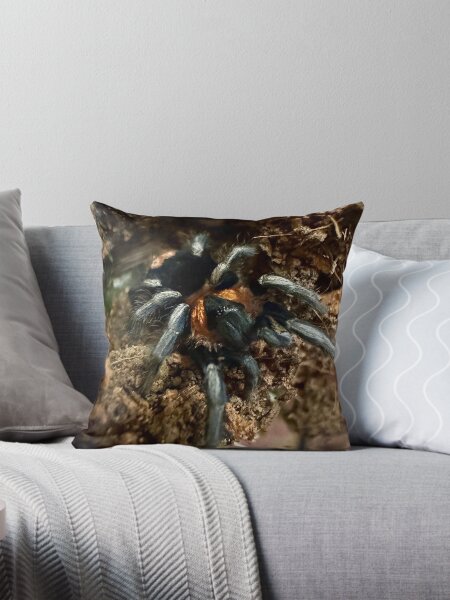 Item preview, Cyriocosmus Elegans the lovebutt tarantula or Trinidad Dwarf designed and sold by TWorthMedia.