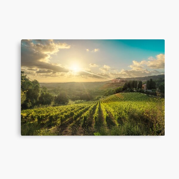 Maremma landscape, vineyards at sunset. Tuscany, Italy Canvas Print