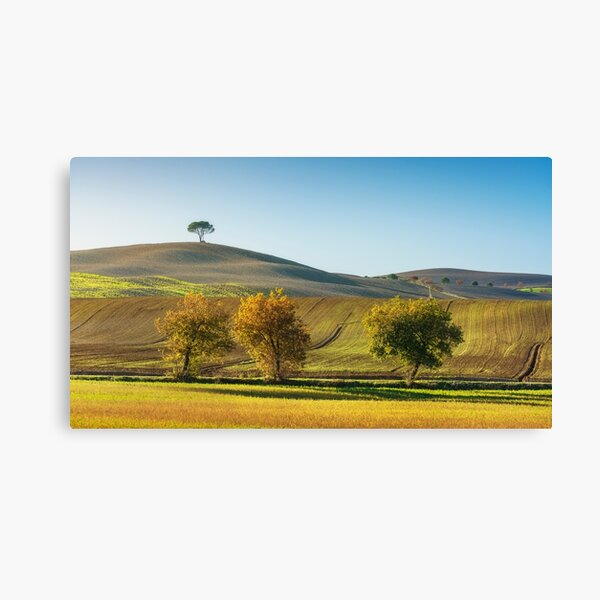 Monteroni d'Arbia, trees along the route of the via Francigena, Tuscany Canvas Print