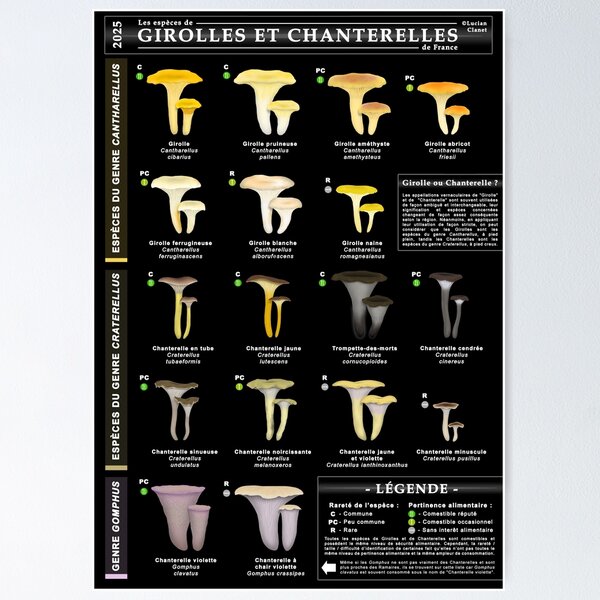 Item preview, Chanterelles and chanterelles from France designed and sold by Bolets-Europe.