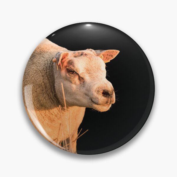 Item preview, Texel Sheep II designed and sold by Jane Stanley Photography.