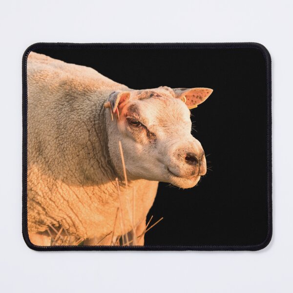 Item preview, Texel Sheep II designed and sold by Jane Stanley Photography.