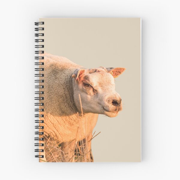 Item preview, Texel Sheep II designed and sold by Jane Stanley Photography.