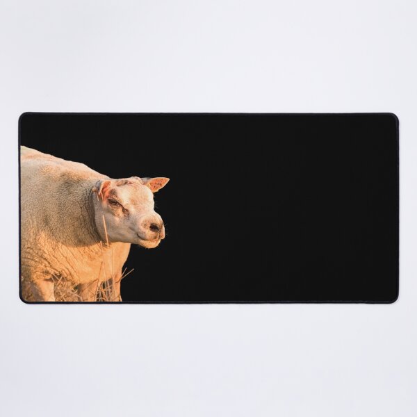 Item preview, Texel Sheep II designed and sold by Jane Stanley Photography.