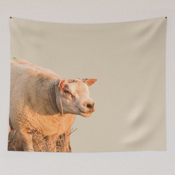Item preview, Texel Sheep II designed and sold by Jane Stanley Photography.