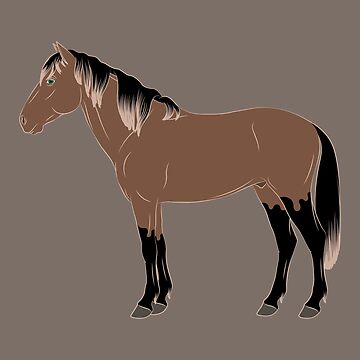 Aperçu de l'œuvre Cheval Abyssinien, dessin cheval rouanné, cheval de selle léger, races de chevaux de l'Éthiopie de WebEquitation®