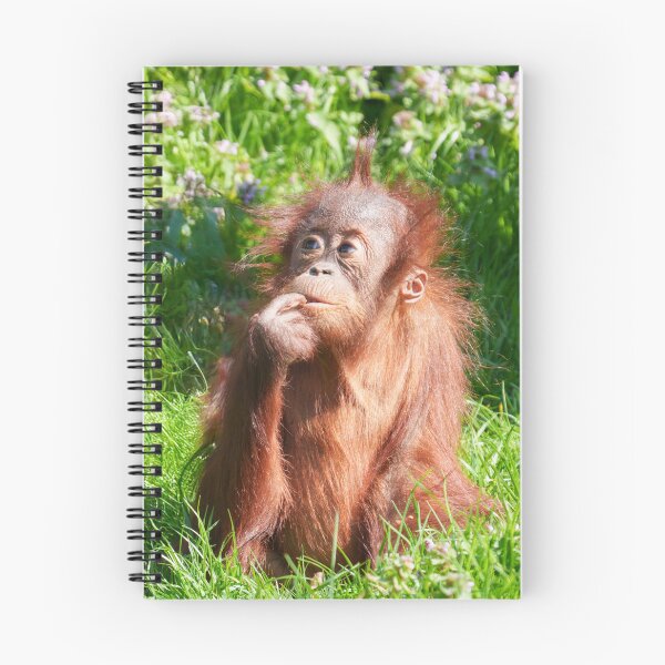 Aperçu de l'œuvre Un jeune orang-outan plongé dans ses pensées créée et vendue par rawshutterbug.