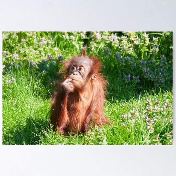 Item preview, Young Orangutan Deep in Thought designed and sold by rawshutterbug.