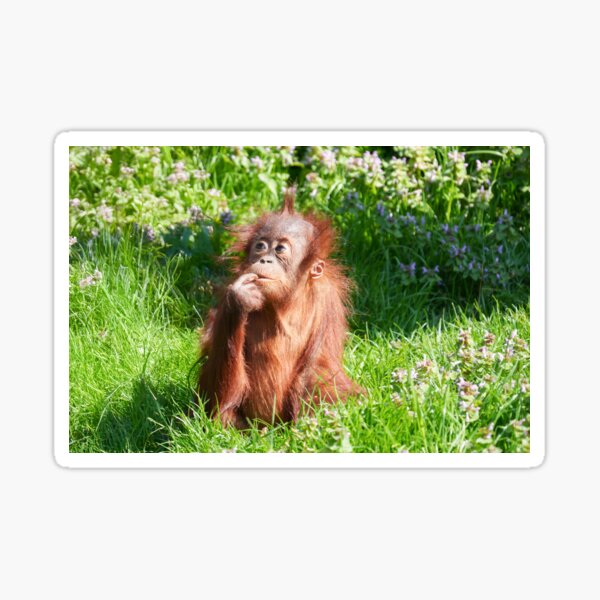 Item preview, Young Orangutan Deep in Thought designed and sold by rawshutterbug.