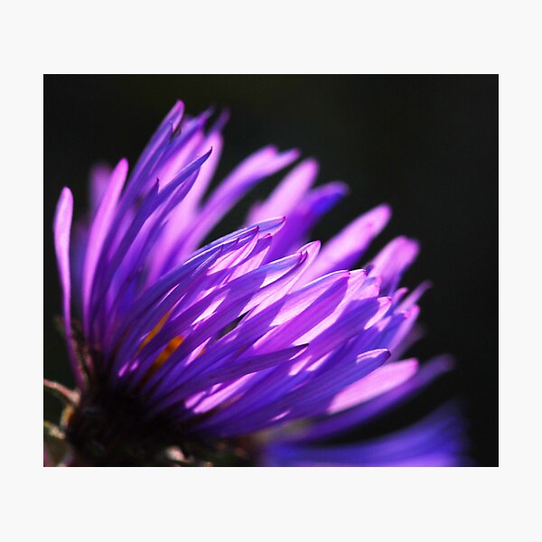 Sunlit Photographic Print