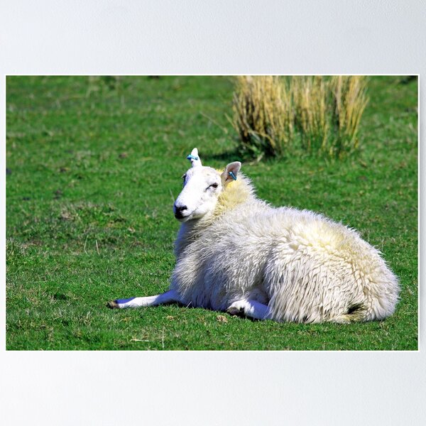 Item preview, White sheep lying in grass field designed and sold by Robert Flynn.