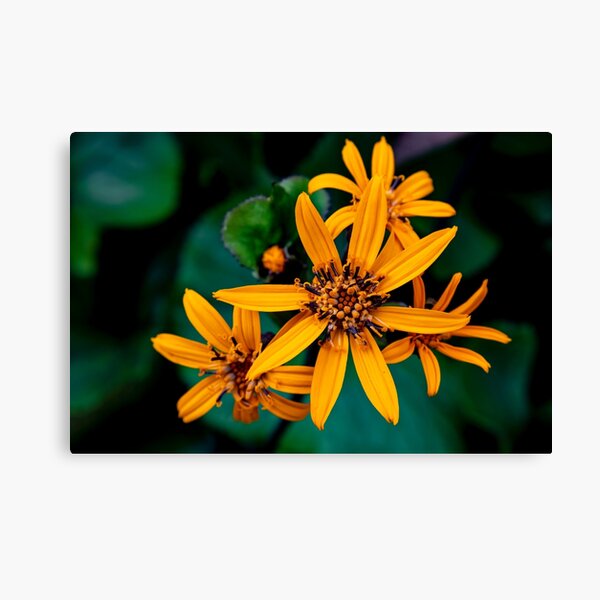 Item preview, Golden Glow designed and sold by OrsalArt.