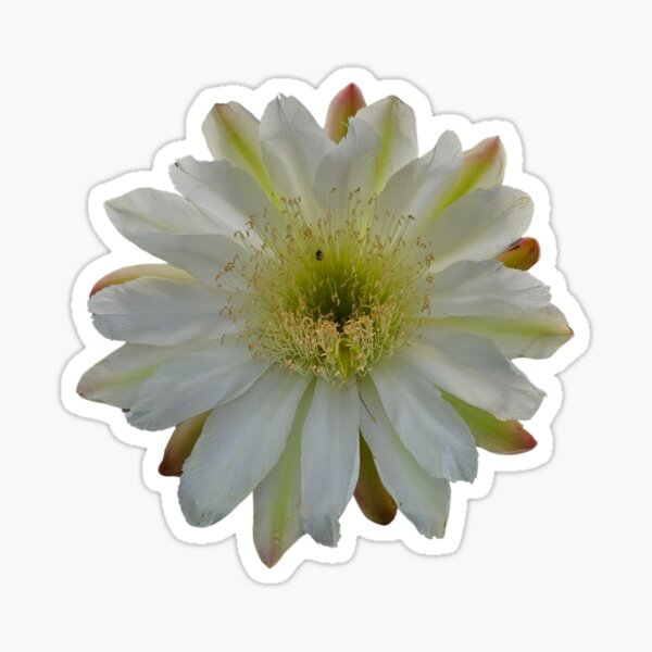 Aperçu de l'œuvre Cactus Bloom créée et vendue par beckscre8tive.