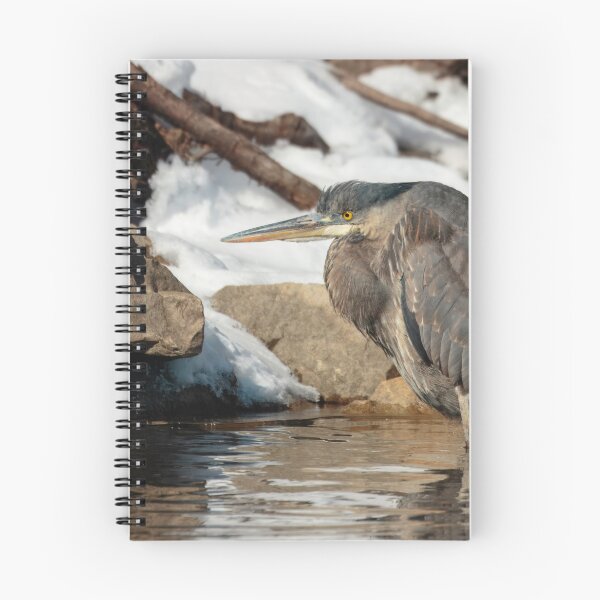 Item preview, Great Blue Heron 2-21-25 designed and sold by Thomasyoung.