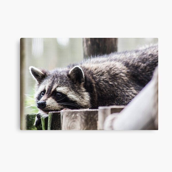 Item preview, Lazy racoon designed and sold by JRFotography.