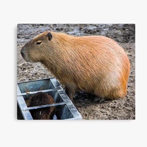 Item preview, capybara designed and sold by JRFotography.