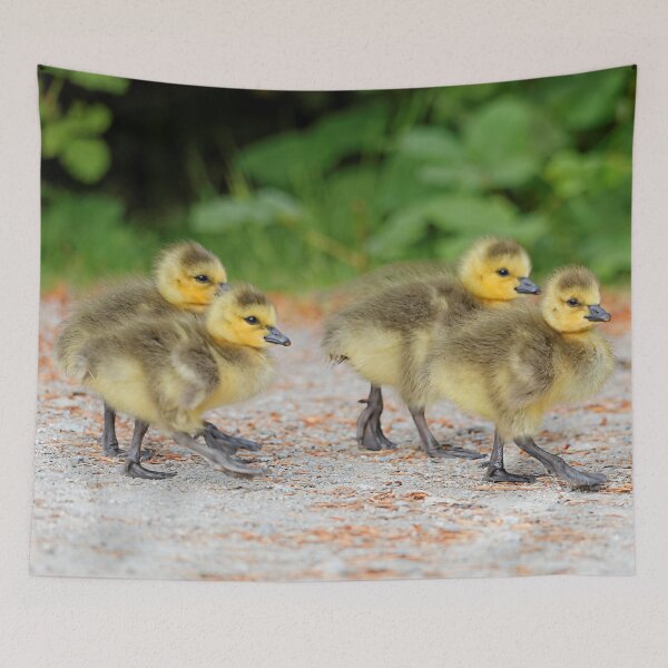 Item preview, Canada Goose Goslings Walk by (Cuteness on Parade) designed and sold by walkswithnature.