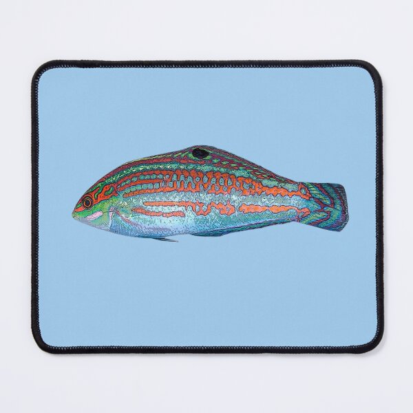Item preview, Christmas Wrasse Color Design  designed and sold by designsasstultd.