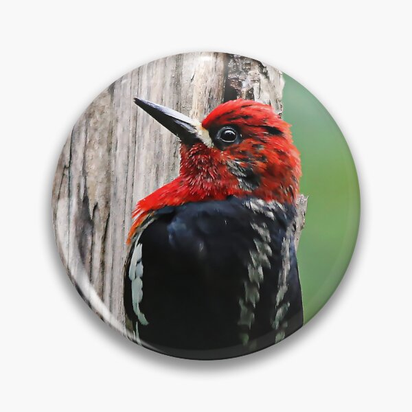 Item preview, Stunning Red-Breasted Sapsucker in the Woods designed and sold by walkswithnature.