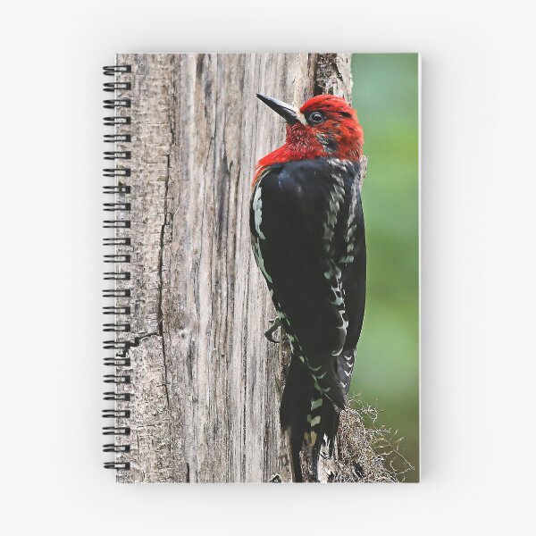 Item preview, Stunning Red-Breasted Sapsucker in the Woods designed and sold by walkswithnature.