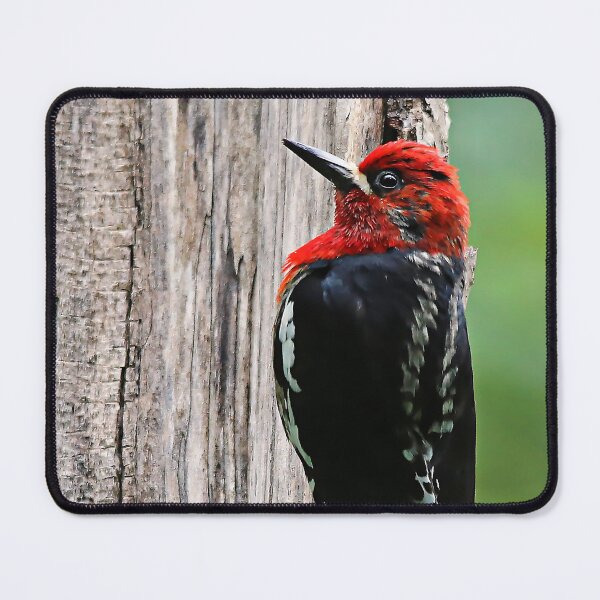 Item preview, Stunning Red-Breasted Sapsucker in the Woods designed and sold by walkswithnature.