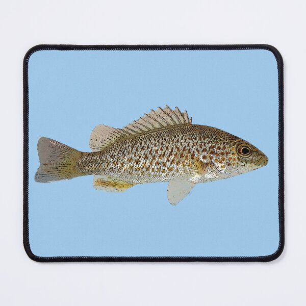 Item preview, Spangled Perch Color Design designed and sold by designsasstultd.