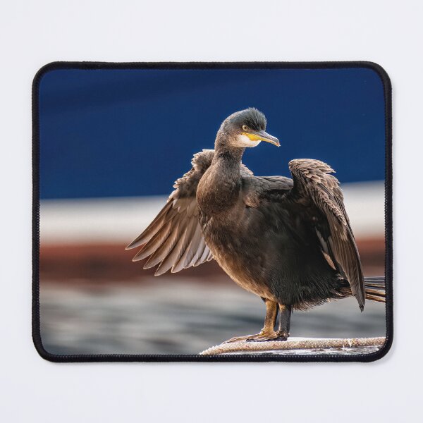 Item preview, Juvenile Cormorant designed and sold by Tom McPherson Photography.