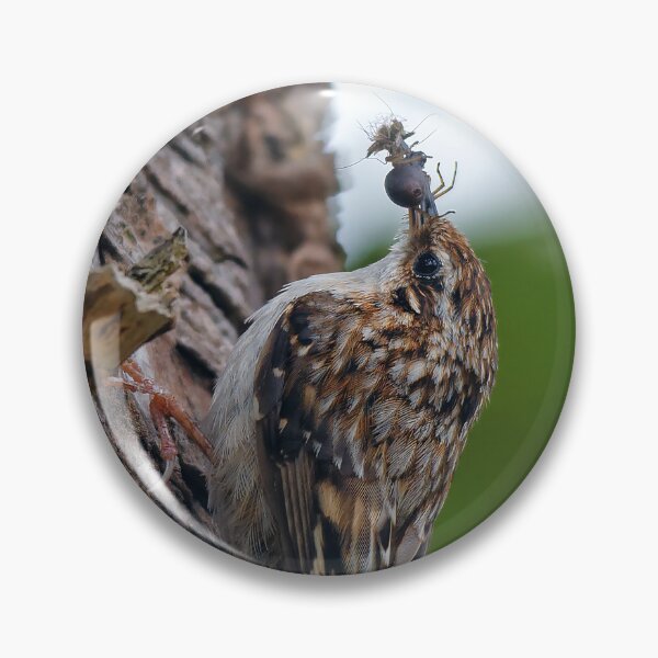 Item preview, Stunning American Treecreeper Returns with Baby's Breakfast designed and sold by walkswithnature.