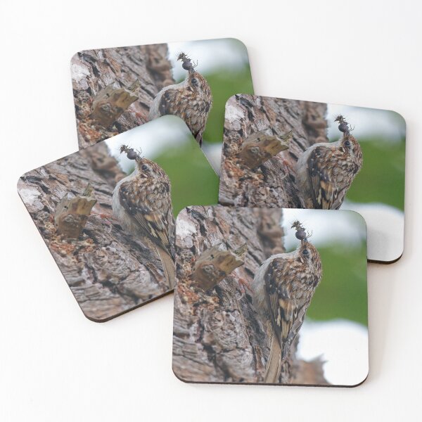 Item preview, Stunning American Treecreeper Returns with Baby's Breakfast designed and sold by walkswithnature.