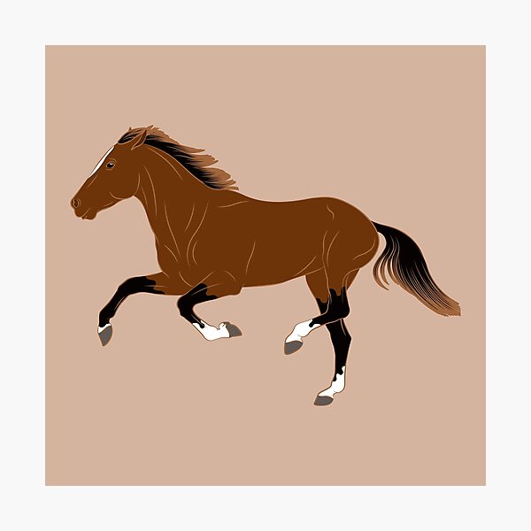 Aperçu de l'œuvre Cheval Afghan, cheval bai, cheval de selle, races de chevaux de l'Afghanistan créée et vendue par WebEquitation®.