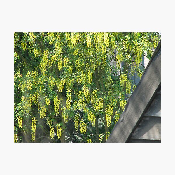 Item preview, Golden rain designed and sold by Hans Bax.