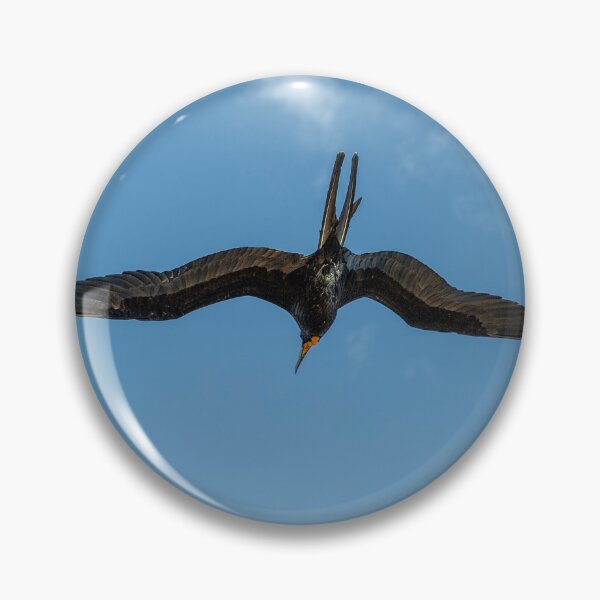 Item preview, The Male Magnificent Frigate Bird designed and sold by Kay Brewer.