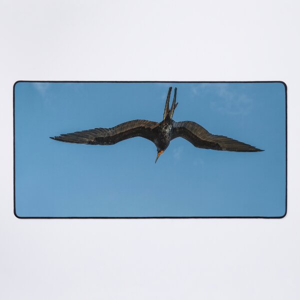 Item preview, The Male Magnificent Frigate Bird designed and sold by Kay Brewer.