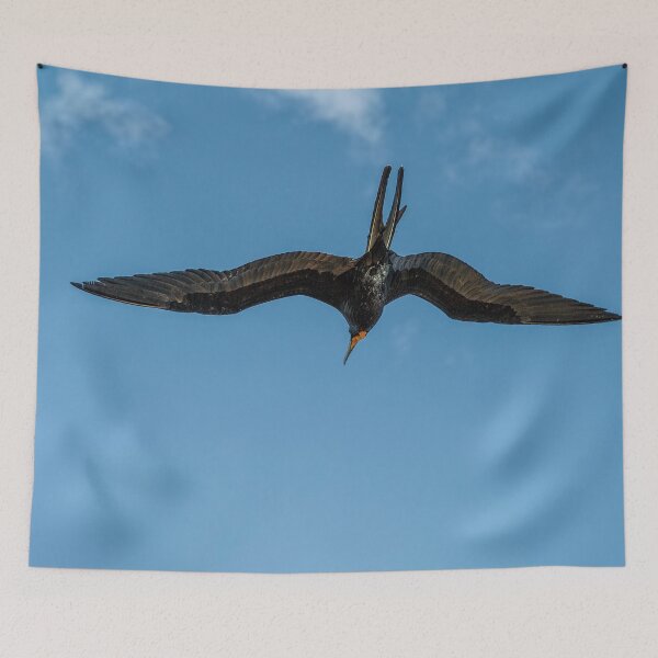 Item preview, The Male Magnificent Frigate Bird designed and sold by Kay Brewer.